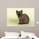 Burmese Kitten 19070 Wall Decal