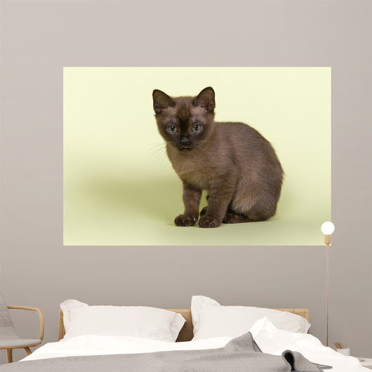 Burmese Kitten 19070 Wall Decal