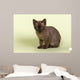 Burmese Kitten 19070 Wall Decal