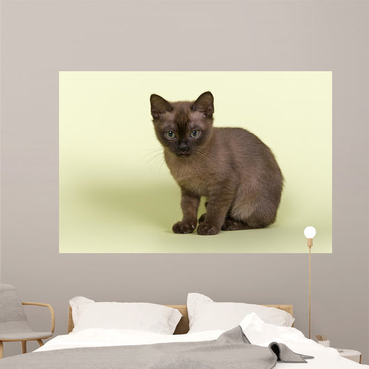 Burmese Kitten 19070 Wall Decal