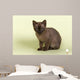 Burmese Kitten 19070 Wall Decal