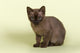 Burmese Kitten 19070 Wall Decal