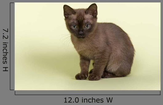 Burmese Kitten 19070 Wall Decal