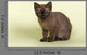 Burmese Kitten 19070 Wall Decal