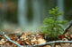 Solitary Shrub Fall Leaves Wall Decal