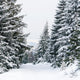 Snowy Winter Forest with Wall Decal
