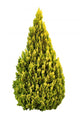 Golden Cedar Wall Decal