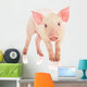 Pig Wall Decal
