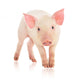 Pig Wall Decal