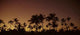Palm Orange Wall Decal