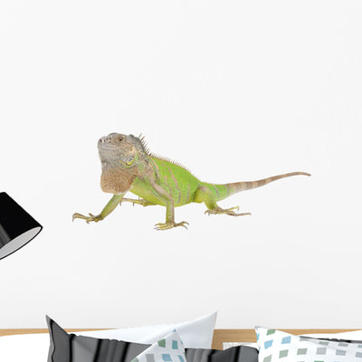 Iguana Iguana White Wall Decal shown on a wall