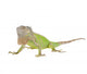 Iguana Iguana White Wall Decal