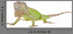 Iguana Iguana White Wall Decal