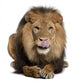 Lion Licking Lips Panthera Wall Decal