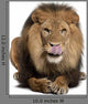 Lion Licking Lips Panthera Wall Decal