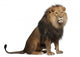 Sitting Lion - Right Side (Panthera Leo) Wall Decal
