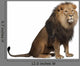 Sitting Lion - Right Side (Panthera Leo) Wall Decal