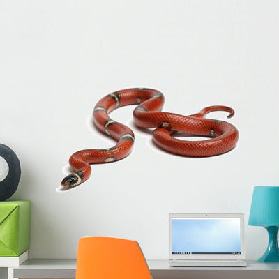 Sinaloan Milk Snake Lampropeltis Wall Decal shown on a wall
