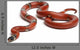 Sinaloan Milk Snake Lampropeltis Wall Decal