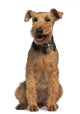 Welsh Terrier Wall Decal