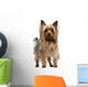 Yorkshire Terrier 3 Years Wall Decal