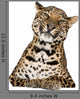 Leopard Lying Front White Wall Decal