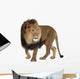 Walking Lion (Panthera Leo) Wall Decal