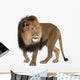 Walking Lion (Panthera Leo) Wall Decal