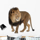Walking Lion (Panthera Leo) Wall Decal