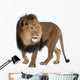 Walking Lion (Panthera Leo) Wall Decal
