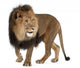 Walking Lion (Panthera Leo) Wall Decal