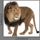 Walking Lion (Panthera Leo) Wall Decal