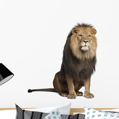 Sitting Lion Front Side (Panthera Leo) Wall Decal shown on a wall