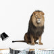 Sitting Lion - Front Side (Panthera Leo) Wall Decal