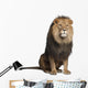 Sitting Lion - Front Side (Panthera Leo) Wall Decal