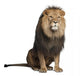 Sitting Lion - Front Side (Panthera Leo) Wall Decal