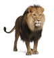 Standing Lion (Panthera Leo) Wall Decal