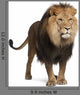 Standing Lion (Panthera Leo) Wall Decal