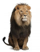 Lion Front (Panthera Leo) Wall Decal