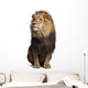 Lion (Panthera Leo) Wall Decal