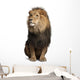 Lion (Panthera Leo) Wall Decal