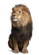 Lion (Panthera Leo) Wall Decal