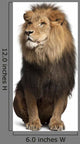 Lion (Panthera Leo) Wall Decal