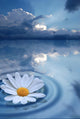 White Floating Flower Creating Wall Decal