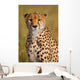 Cheetah Cheetah Wall Decal