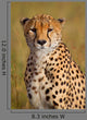 Cheetah Cheetah Wall Decal
