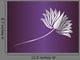 Water Lily India Wall Decal