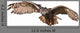 Flying Owl Wall Decal