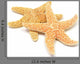 Sea-star Wall Decal