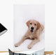 Puppy Golden Retriever Wall Decal